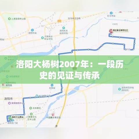 洛阳大杨树2007年：一段历史的见证与传承