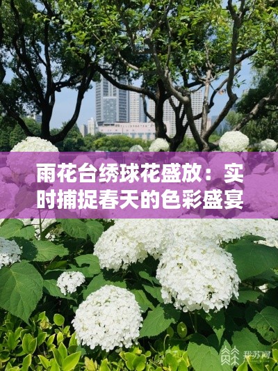 雨花台绣球花盛放：实时捕捉春天的色彩盛宴