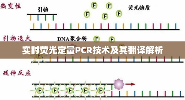 实时荧光定量PCR技术及其翻译解析