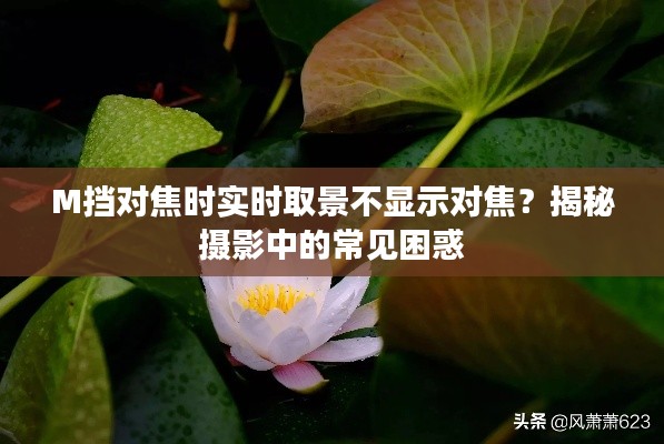 M挡对焦时实时取景不显示对焦？揭秘摄影中的常见困惑