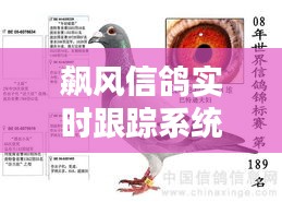 飙风信鸽实时跟踪系统：科技与传统的完美融合