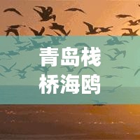 青岛栈桥海鸥实时：见证自然与城市的和谐共生