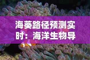 海葵路径预测实时：海洋生物导航的科技革命