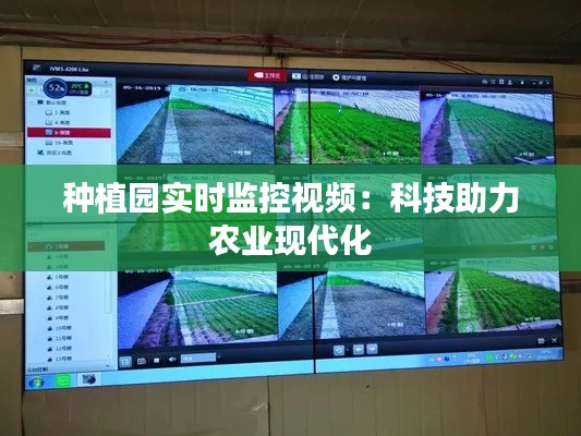 种植园实时监控视频：科技助力农业现代化