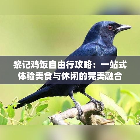 黎记鸡饭自由行攻略：一站式体验美食与休闲的完美融合