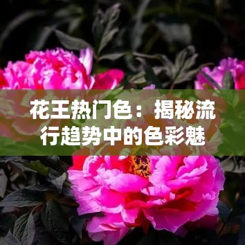 花王热门色：揭秘流行趋势中的色彩魅力