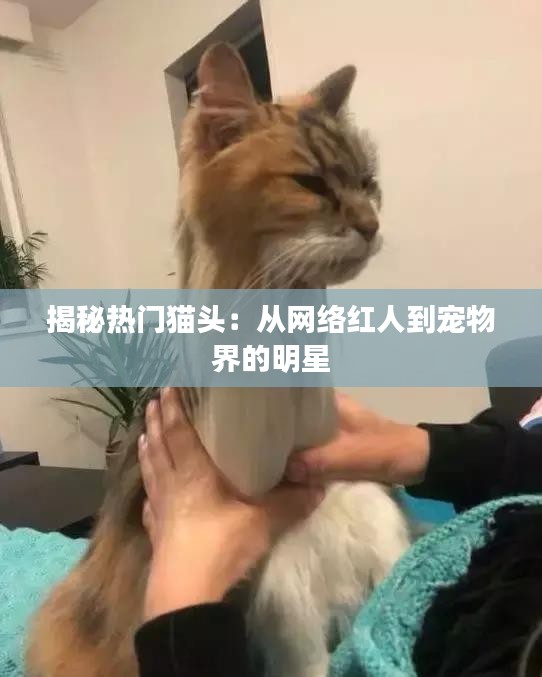 揭秘热门猫头：从网络红人到宠物界的明星