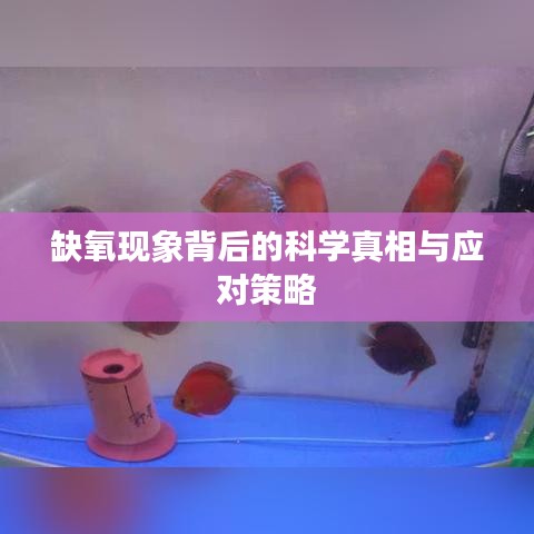 缺氧现象背后的科学真相与应对策略