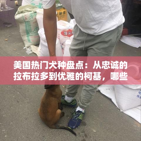 美国热门犬种盘点：从忠诚的拉布拉多到优雅的柯基，哪些犬种最受欢迎？