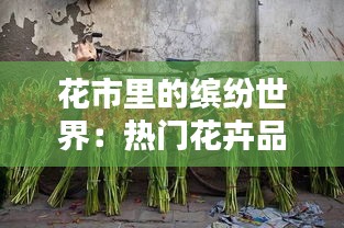 花市里的缤纷世界：热门花卉品种大盘点