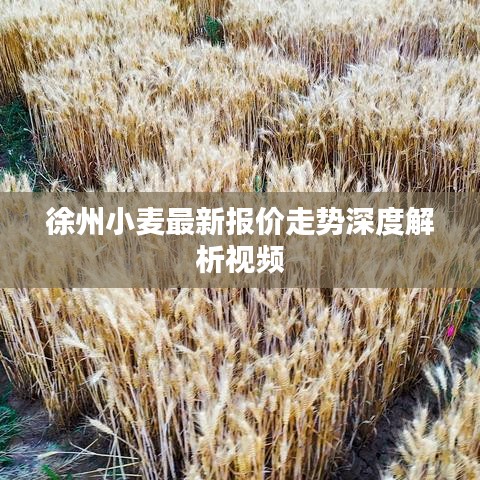 徐州小麦最新报价走势深度解析视频