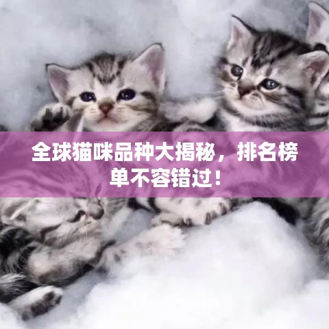 全球猫咪品种大揭秘，排名榜单不容错过！