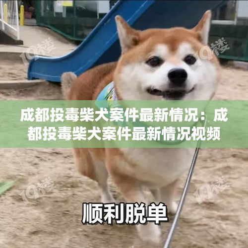 成都投毒柴犬案件最新情况：成都投毒柴犬案件最新情况视频 