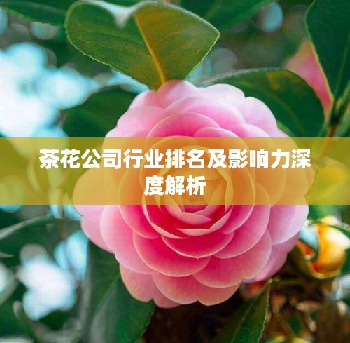 茶花公司行业排名及影响力深度解析