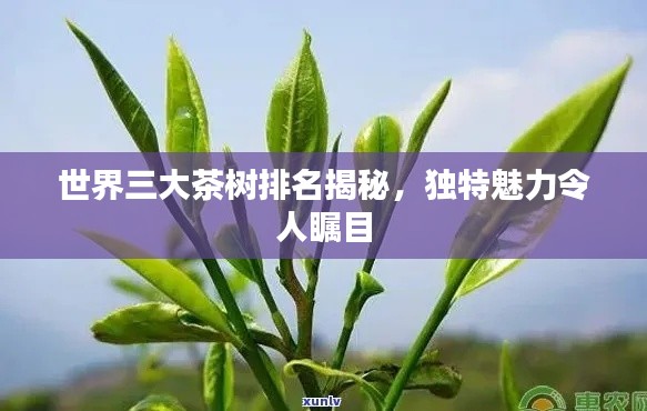 世界三大茶树排名揭秘，独特魅力令人瞩目