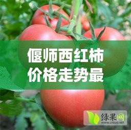 偃师西红柿价格走势最新：河南省西红柿价格 