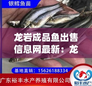 龙岩成品鱼出售信息网最新：龙岩市什么地方卖鱼苗 