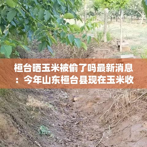 桓台晒玉米被偷了吗最新消息：今年山东桓台县现在玉米收购价 