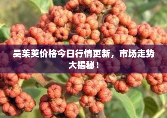 吴茱萸价格今日行情更新，市场走势大揭秘！