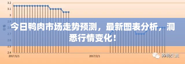 今日鸭肉市场走势预测，最新图表分析，洞悉行情变化！