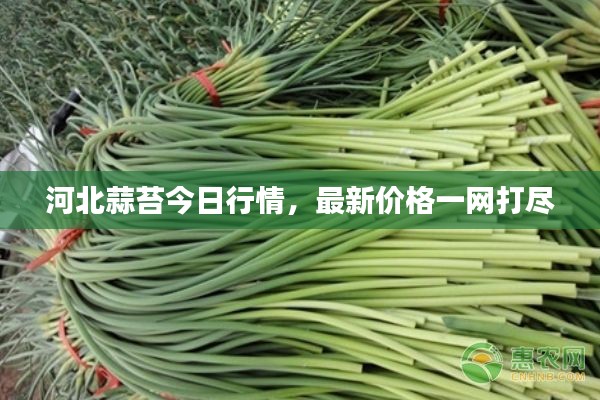 河北蒜苔今日行情，最新价格一网打尽