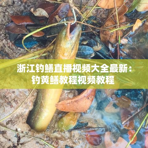 浙江钓鳝直播视频大全最新：钓黄鳝教程视频教程 