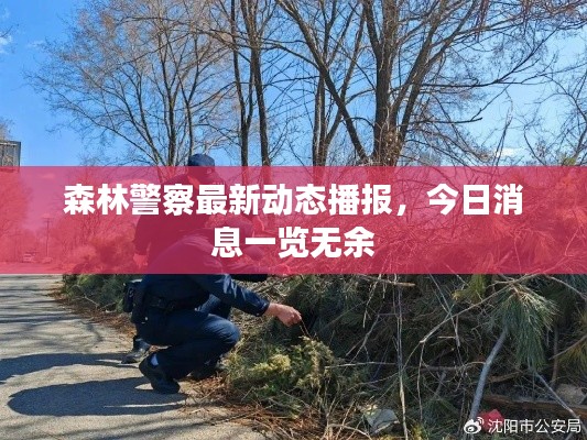 森林警察最新动态播报，今日消息一览无余