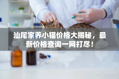 汕尾家养小猫价格大揭秘，最新价格查询一网打尽！