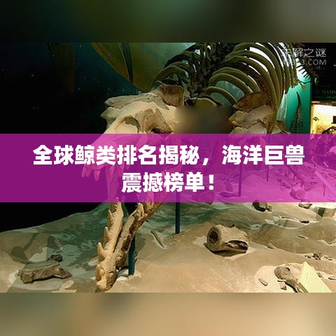 全球鲸类排名揭秘，海洋巨兽震撼榜单！