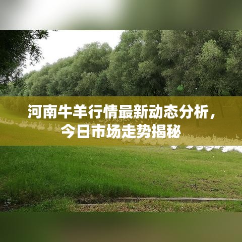 河南牛羊行情最新动态分析，今日市场走势揭秘