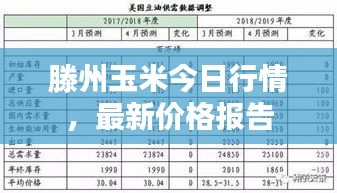 滕州玉米今日行情，最新价格报告