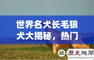 世界名犬长毛狼犬大揭秘，热门品种排名榜单！