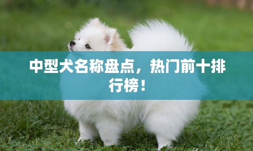 中型犬名称盘点，热门前十排行榜！