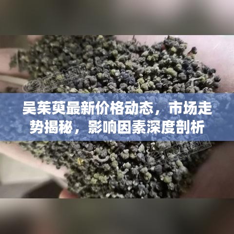 吴茱萸最新价格动态，市场走势揭秘，影响因素深度剖析