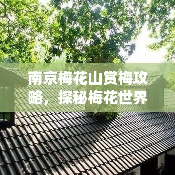 南京梅花山赏梅攻略，探秘梅花世界，畅游自然美景