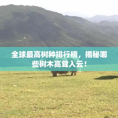 全球最高树种排行榜，揭秘哪些树木高耸入云！