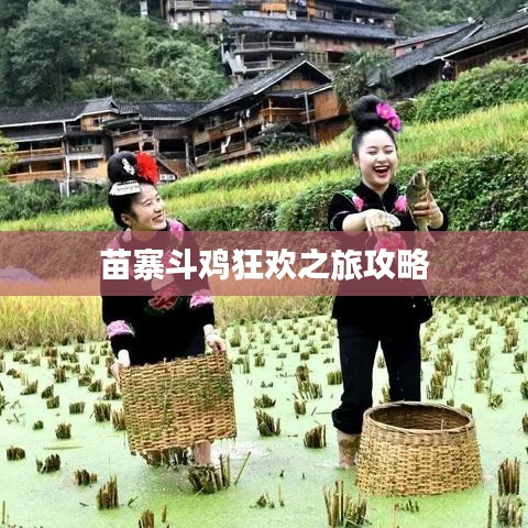 苗寨斗鸡狂欢之旅攻略