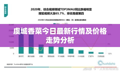 虞城香菜今日最新行情及价格走势分析