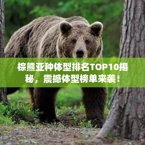 棕熊亚种体型排名TOP10揭秘，震撼体型榜单来袭！