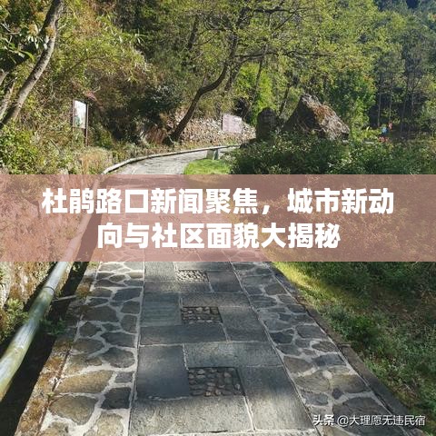 杜鹃路口新闻聚焦，城市新动向与社区面貌大揭秘