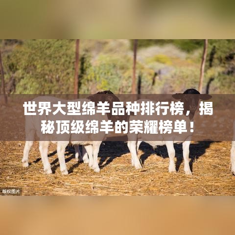 世界大型绵羊品种排行榜，揭秘顶级绵羊的荣耀榜单！