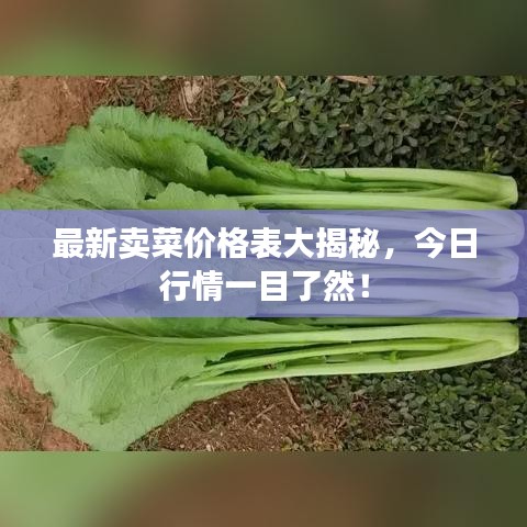 最新卖菜价格表大揭秘，今日行情一目了然！