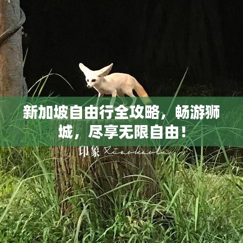 新加坡自由行全攻略，畅游狮城，尽享无限自由！