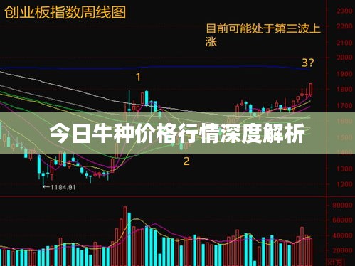 今日牛种价格行情深度解析