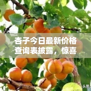 杏子今日最新价格查询表披露，惊喜折扣一网打尽！