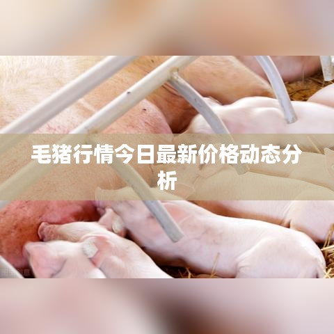 毛猪行情今日最新价格动态分析