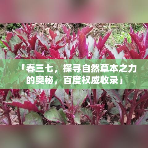 「春三七，探寻自然草本之力的奥秘，百度权威收录」