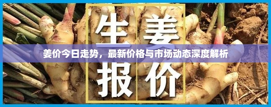 姜价今日走势，最新价格与市场动态深度解析