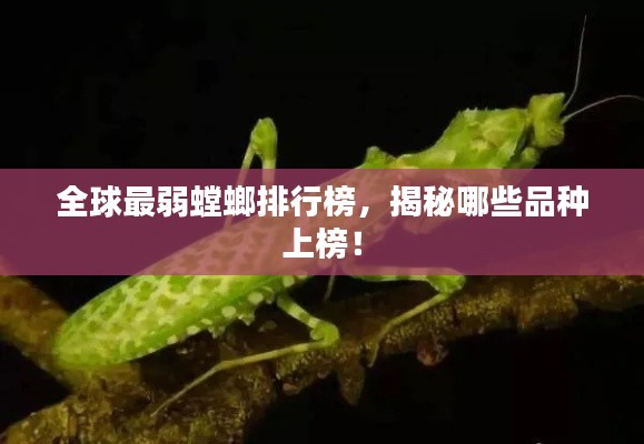 全球最弱螳螂排行榜，揭秘哪些品种上榜！