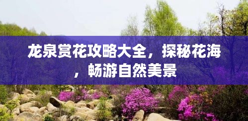 龙泉赏花攻略大全，探秘花海，畅游自然美景